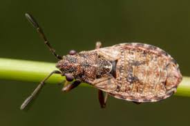 Attēlu rezultāti vaicājumam “Nithecus jacobaeae”