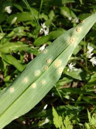 Attēlu rezultāti vaicājumam “Puccinia sessilis”