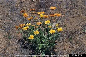 Image result for Dimorphotheca sinuata