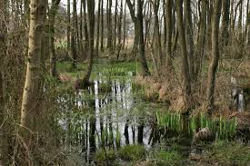 Attēlu rezultāti vaicājumam “Alnus glutinosa”