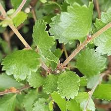 Attēlu rezultāti vaicājumam “Betula nana leaf”