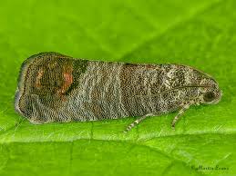 Attēlu rezultāti vaicājumam “Cydia pomonella”