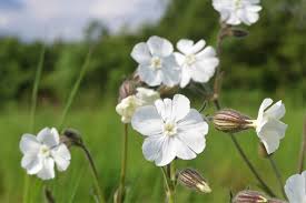 Attēlu rezultāti vaicājumam “Silene latifolia subsp. alba flower”