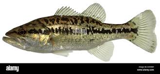 Image result for Micropterus salmoides