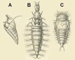 Attēlu rezultāti vaicājumam “Hydrochara caraboides”