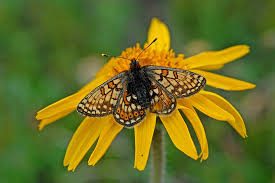 Attēlu rezultāti vaicājumam “Euphydrias aurinia”