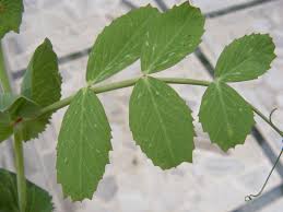 Attēlu rezultāti vaicājumam “Pisum sativum leaf”