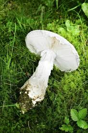 Attēlu rezultāti vaicājumam “Amanita strobiliformis”