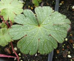 Attēlu rezultāti vaicājumam “Geranium pyrenaicum leaf”