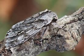 Attēlu rezultāti vaicājumam “Brachionycha nubeculosa”