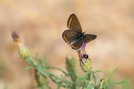 Attēlu rezultāti vaicājumam “Aricia artaxerxes”