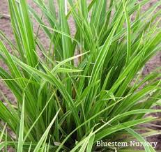 Attēlu rezultāti vaicājumam “Carex nigra”