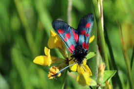 Attēlu rezultāti vaicājumam “Zygaena lonicerae larva”