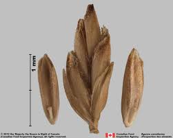 Attēlu rezultāti vaicājumam “Poa pratensis fruit”