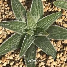 Attēlu rezultāti vaicājumam “Helodium blandowii sporophyte”