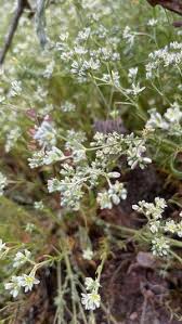 Attēlu rezultāti vaicājumam “Scleranthus perennis flower”