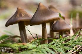 Attēlu rezultāti vaicājumam “Entoloma vernum”