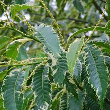 Attēlu rezultāti vaicājumam “Castanea sativa  leaf”