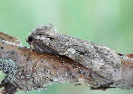 Attēlu rezultāti vaicājumam “Eurois occulta”