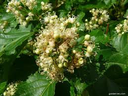Attēlu rezultāti vaicājumam “Acer tataricum subsp. ginnala flower”