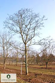 Attēlu rezultāti vaicājumam “Acer platanoides fo. schwedleri”