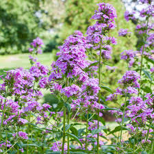 Attēlu rezultāti vaicājumam “Phlox paniculata”