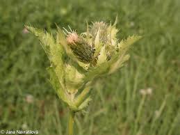 Attēlu rezultāti vaicājumam “Cirsium oleraceum flower”