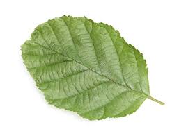 Attēlu rezultāti vaicājumam “Alnus glutinosa leaf”