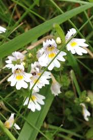 Attēlu rezultāti vaicājumam “Euphrasia”