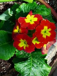 Attēlu rezultāti vaicājumam “Primula x polyantha”