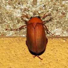 Attēlu rezultāti vaicājumam “Serica brunnea”