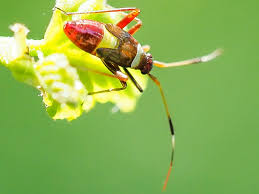 Attēlu rezultāti vaicājumam “Closterotomus biclavatus nymph”