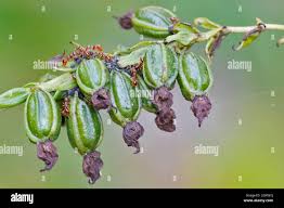 Attēlu rezultāti vaicājumam “Epipactis helleborine fruit”