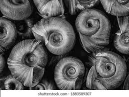 Attēlu rezultāti vaicājumam “Planorbidae”