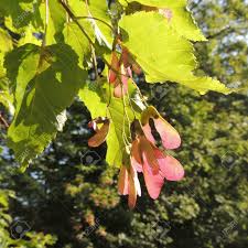 Attēlu rezultāti vaicājumam “Acer tataricum fruit”