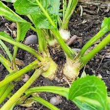 Attēlu rezultāti vaicājumam “Armoracia rusticana”