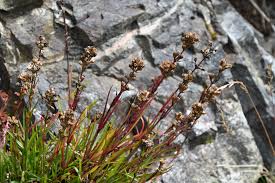 Attēlu rezultāti vaicājumam “Silene viscaria flower”