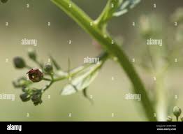 Attēlu rezultāti vaicājumam “Scrophularia umbrosa flower”