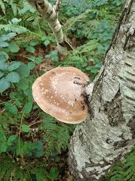 Attēlu rezultāti vaicājumam “Piptoporus betulinus”