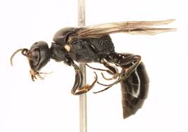 Attēlu rezultāti vaicājumam “Crabronidae”