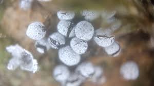 Attēlu rezultāti vaicājumam “Physarum bryomacrocarpum macro”