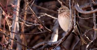 Image result for Emberiza leucocephalos