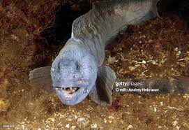 Image result for Anarhichas lupus