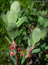 Attēlu rezultāti vaicājumam “Vaccinium uliginosum leaf”