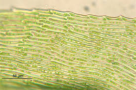 Attēlu rezultāti vaicājumam “Ctenidium molluscum”