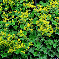 Image result for Frauenmantel