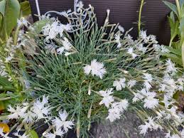 Attēlu rezultāti vaicājumam “Dianthus arenarius bud”