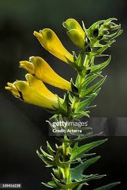 Attēlu rezultāti vaicājumam “Melampyrum pratense flower”