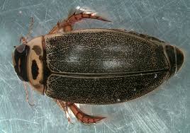 Attēlu rezultāti vaicājumam “Rhantus frontalis”