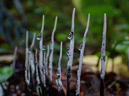 Attēlu rezultāti vaicājumam “Xylaria”